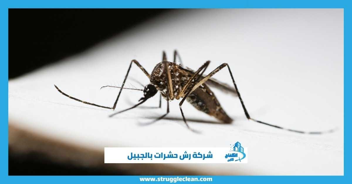شركة رش حشرات بالجبيل