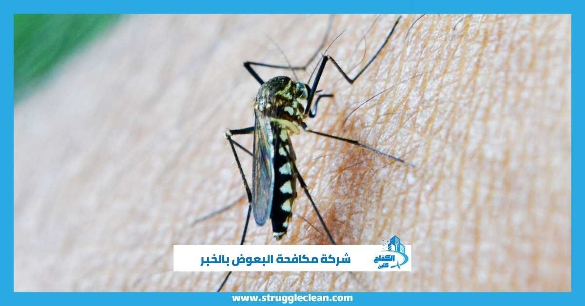 شركة مكافحة البعوض بالخبر
