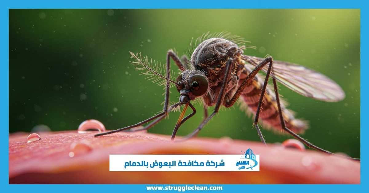 شركة مكافحة البعوض بالدمام