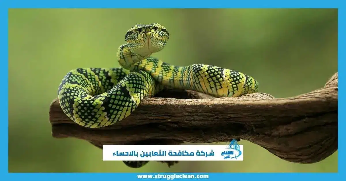 شركة مكافحة الثعابين بالاحساء