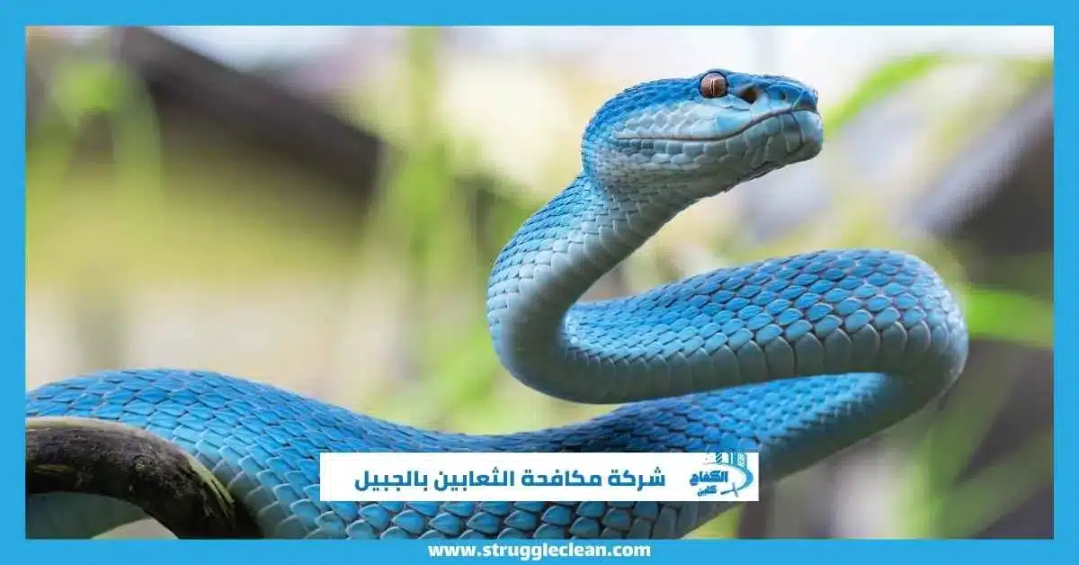 شركة مكافحة الثعابين بالجبيل
