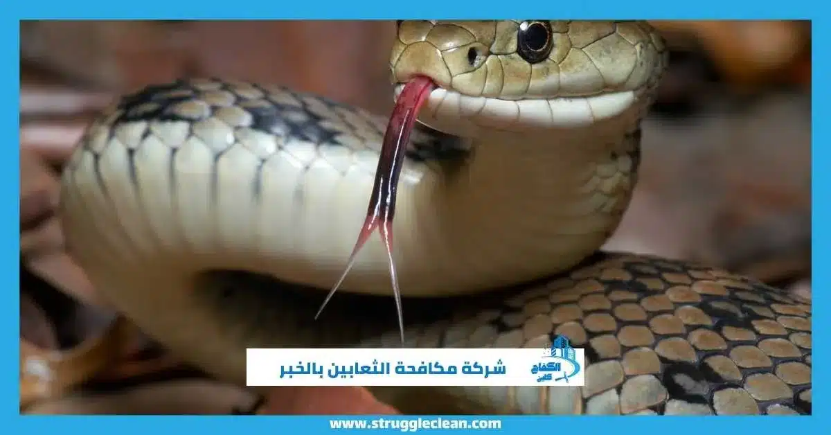 شركة مكافحة الثعابين بالخبر