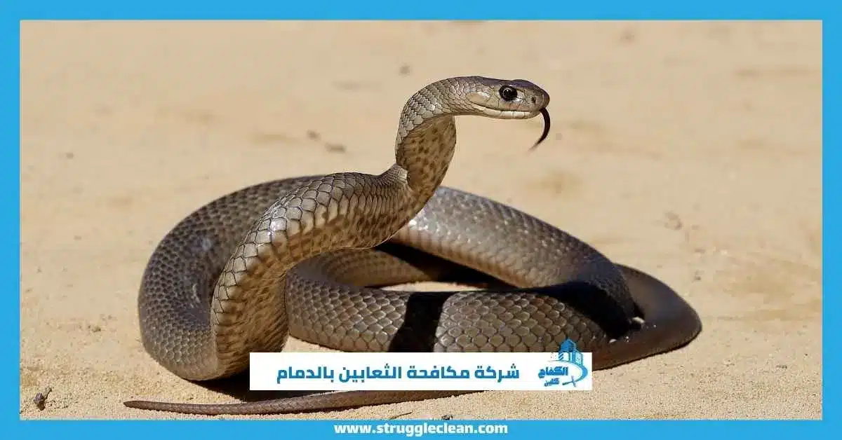 شركة مكافحة الثعابين بالدمام
