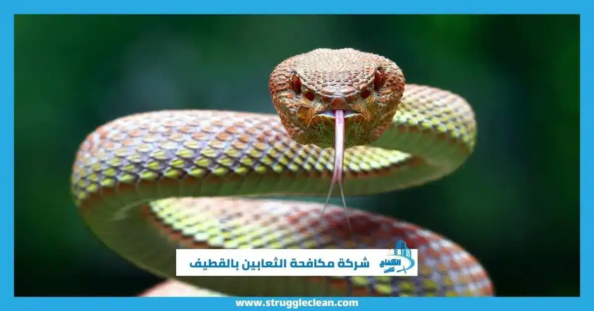 شركة مكافحة الثعابين بالقطيف