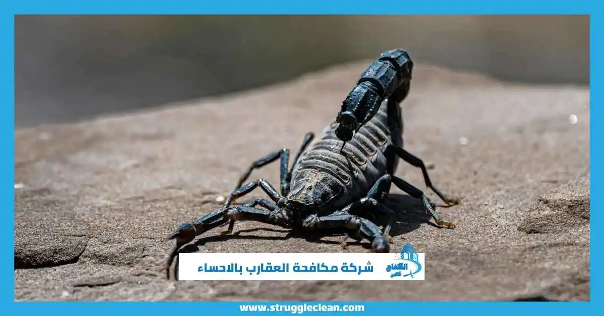 أفضل شركة مكافحة العقارب بالاحساء