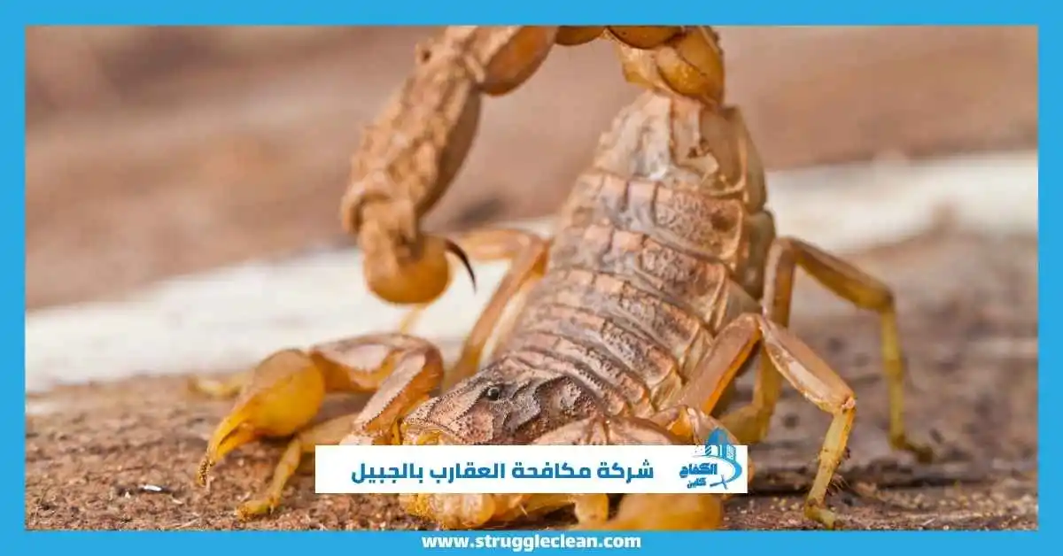 أفضل شركة مكافحة العقارب بالجبيل