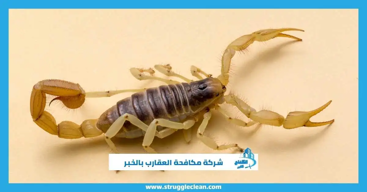 أفضل شركة مكافحة العقارب بالخبر