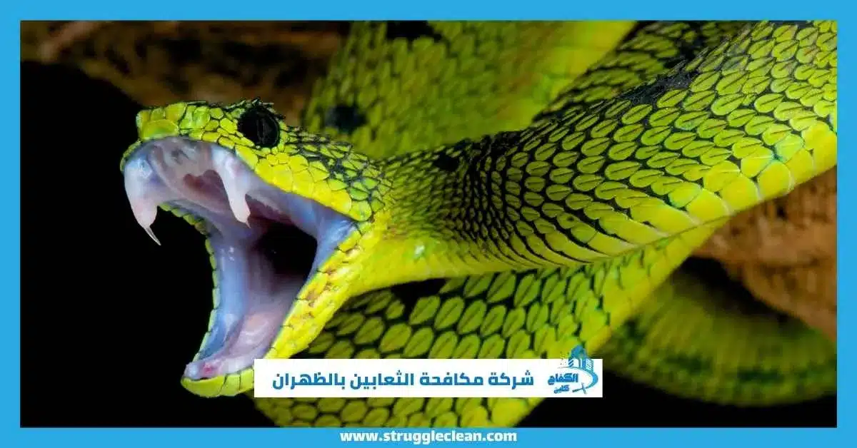 شركة مكافحة الثعابين بالظهران