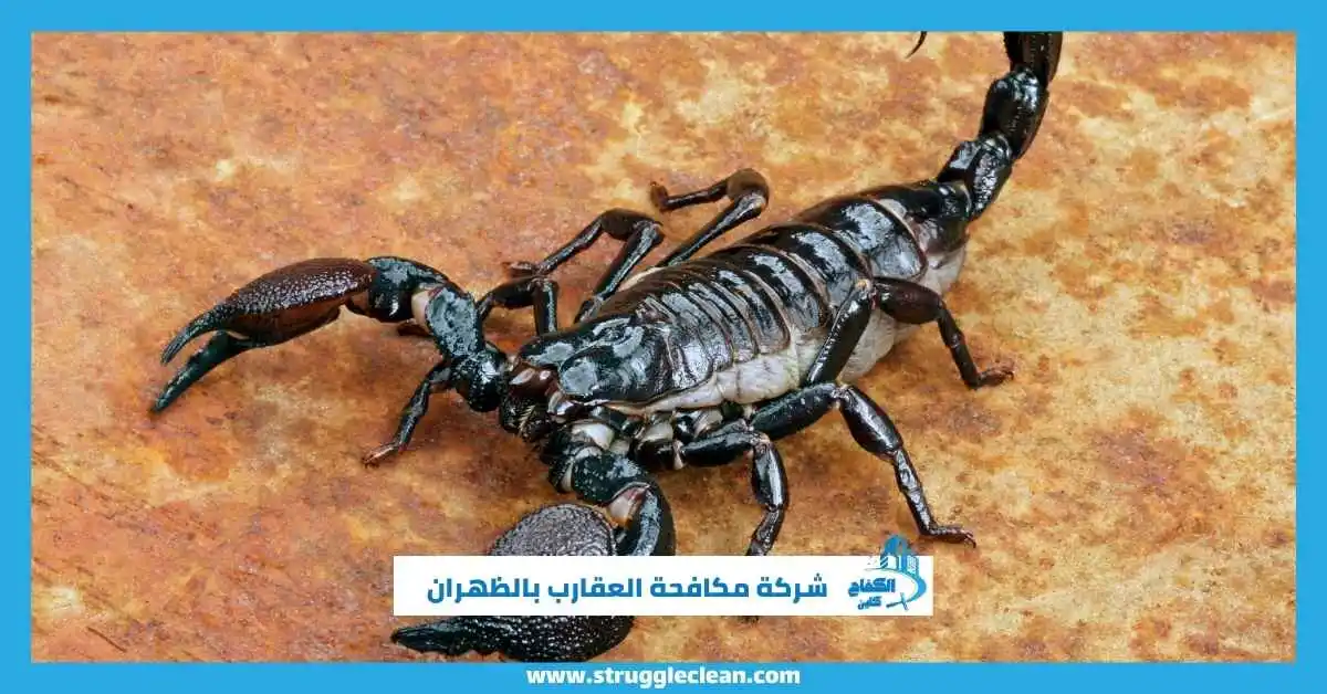 شركة مكافحة العقارب بالظهران