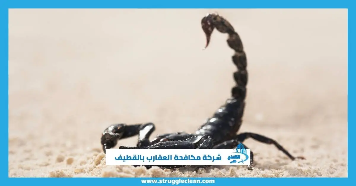 شركة مكافحة العقارب بالقطيف