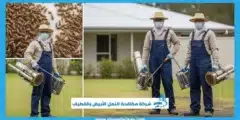 شركة مكافحة النمل الأبيض بالقطيف