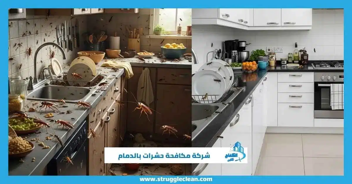 شركة مكافحة حشرات بالدمام